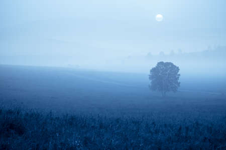 dim grassland in the fog at morningの写真素材