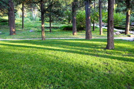green lawn in the park at duskの写真素材