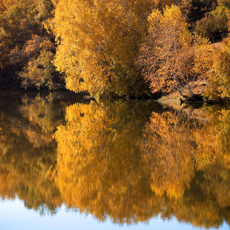 serene landscape of the birch trees reflection in the lake at autumnの写真素材