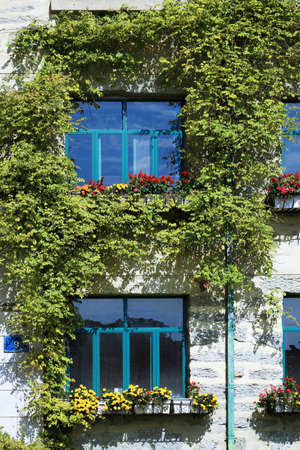 window and ivy in the old house