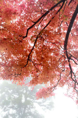 autumn maple leaves in the heavy fog 