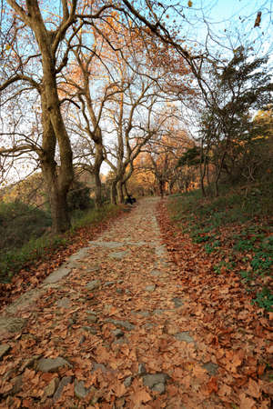 autumn defoliation covered with climbing pathの写真素材