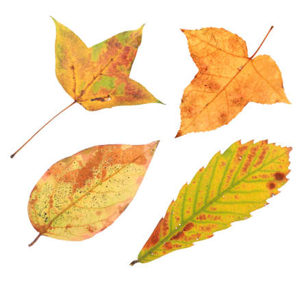 four autumn leaves isolated on white