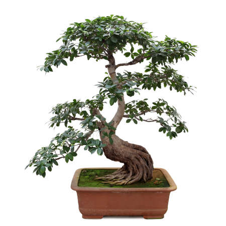 bonsai tree isolated on white, miniature banyan treeの写真素材