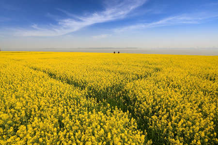 spring landscape, rapeseed fields in full bloom at riverside