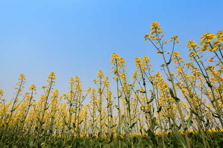rape field against a blue sky in spring