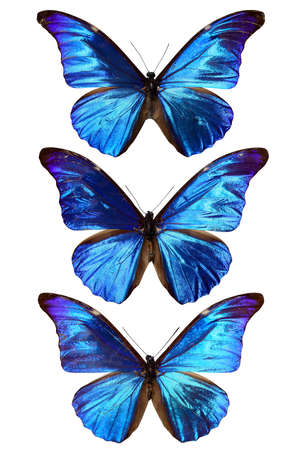 blue morpho butterfly isolated on whiteの写真素材