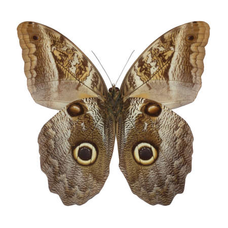 owl butterfly isolated on white,the entire wing surface resembles the owlの写真素材