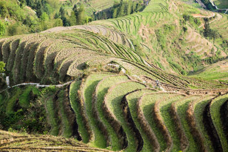 terraced fields scenery in longsheng county,guangxi province, Chinaの写真素材