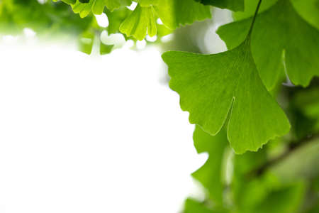 ginkgo leaf background with copy spaceの写真素材