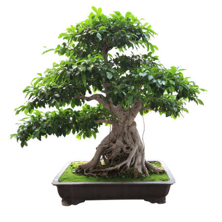 bonsai banyan tree with white backgroundの写真素材