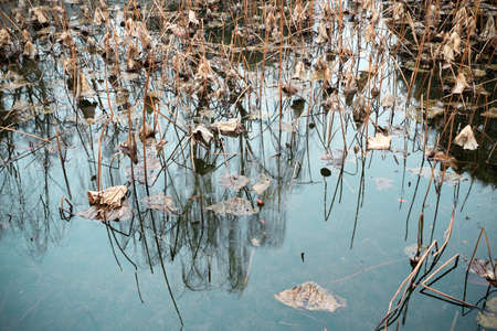 withered lotus in the pond,sad backgroundの写真素材