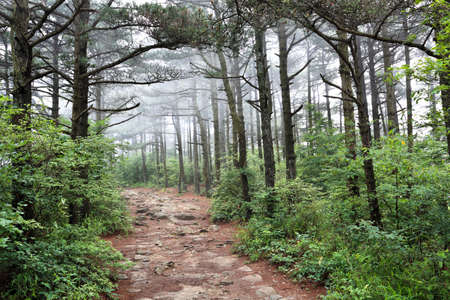 pine forest in the fog with hiking trail