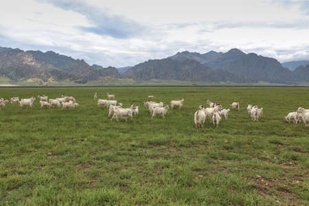 a flock of sheeps on grassland under the yinshan mountains in inner mongoliaの写真素材