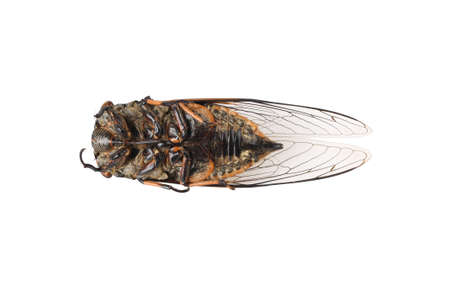 dead cicada isolated on white background