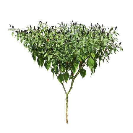 capsicum frutescens or pod pepper plant isolated on white