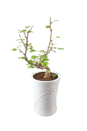 a small ginkgo tree isolated on whiteの写真素材
