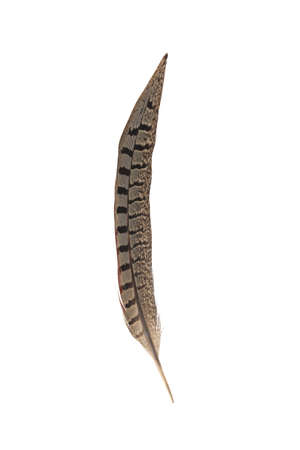 a bird feather on white backgroundの写真素材