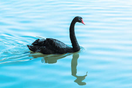 black swan swimming in waterの写真素材