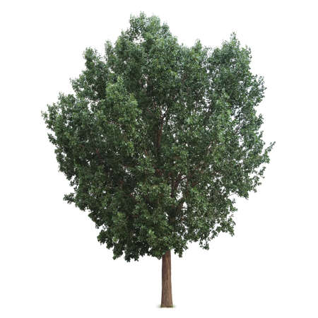 green tree isolated on white