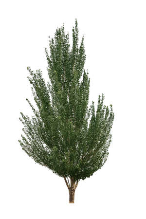 cathay poplar isolated on white,windbreak tree speciesの写真素材