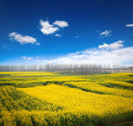 rapeseed field against a blue sky,beautiful spring landscape