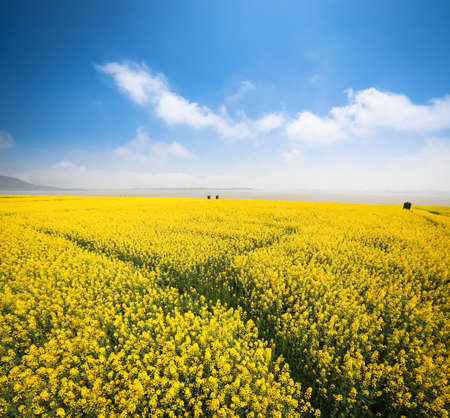 beautiful rapeseed field at riverside against a blue sky in springの写真素材