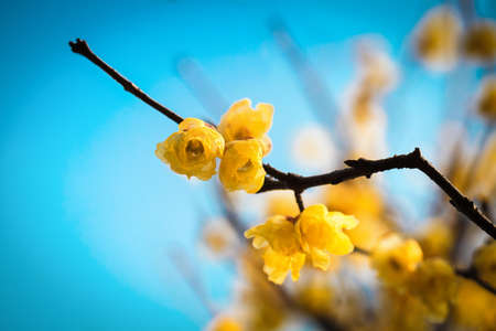 wintersweet twig,yellow flower on branch in winter の写真素材