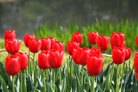 colorful tulips in the spring gardenの写真素材