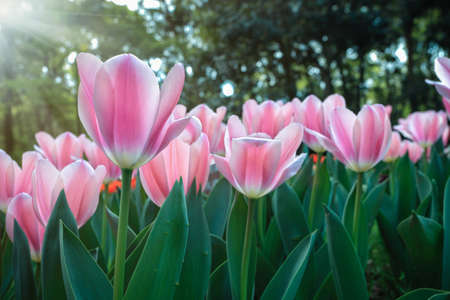 pink tulips field in spring with sun raysの写真素材