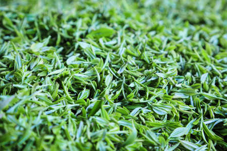 closeup of the fresh green teaの写真素材