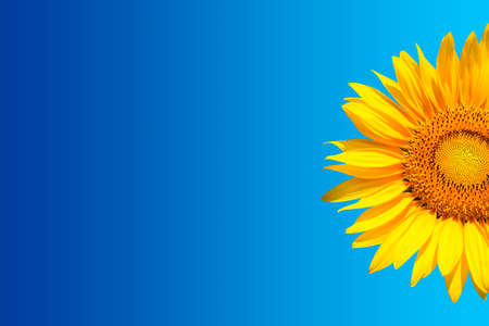 background with sunflower over gradient blueの写真素材