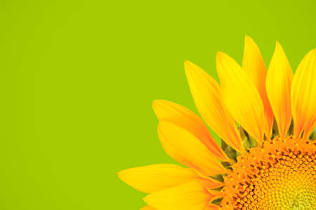 sunflower petal with green backgroundの写真素材