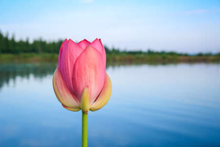 a lotus flower beside the pond in early morningの写真素材