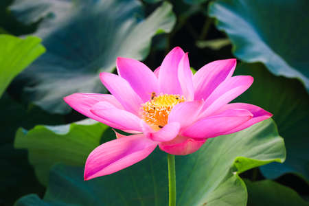 beautiful lotus flower in blooming on early morning
の写真素材