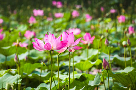 beautiful lotus flower in blooming at summer of the pondの写真素材