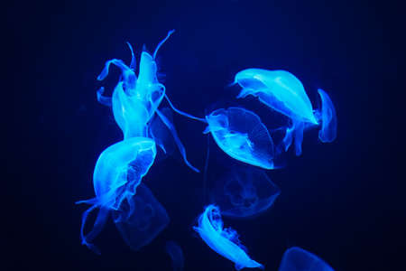 group of light blue jellyfish,transparent medusa
の写真素材