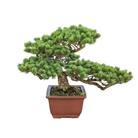 bonsai pine tree with a white backgroundの写真素材