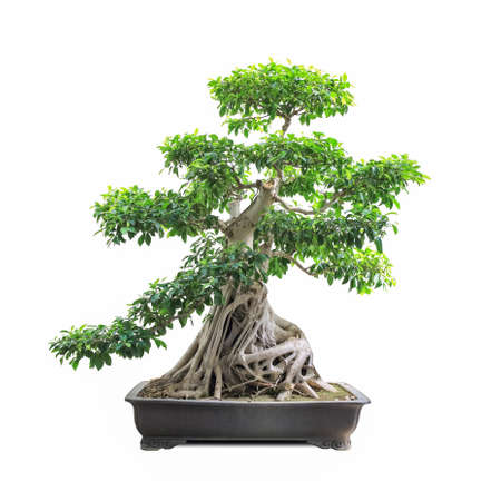 green bonsai banyan tree with a white backgroundの写真素材