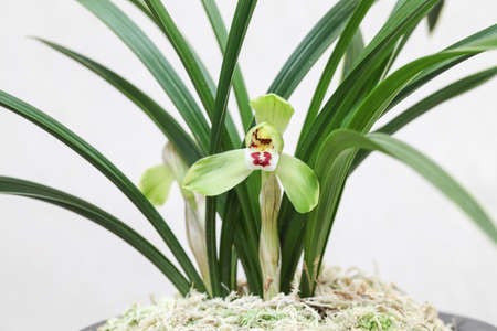 closeup of the orchid bloom in early spring 
の写真素材