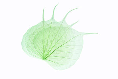 five bodhi leaf vein on white background