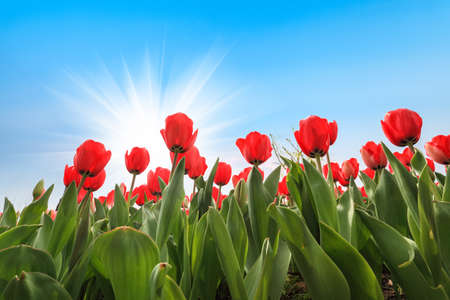 many red tulips in bloom on the sunny spring
