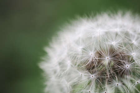 dandelion macro on green background  ,beautiful nature details