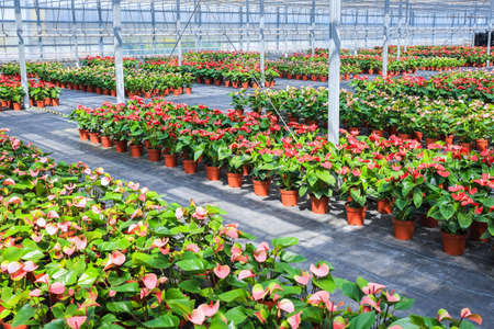 flowers plant grow in greenhouse  ,red anthurium ,modern agricultureの写真素材