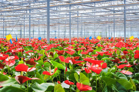 red anthurium flowers grow in the greenhouse , modern concept of agricultureの写真素材