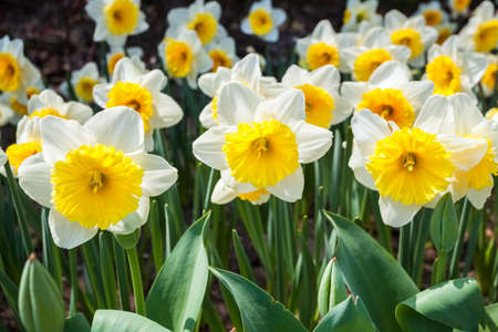 daffodils in blooming , spring flowers background