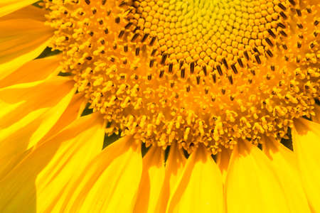 closeup of the sunflower , beautiful detailの写真素材