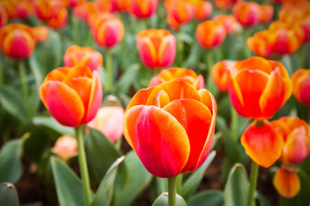 orange tulips closeup ,  beautiful spring floral backgroundの写真素材
