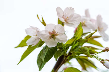 pear flower closeup on a white ,  beautiful spring floral backgroundの写真素材