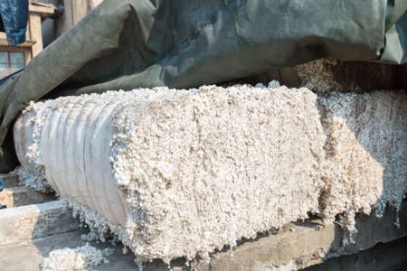 infertile cotton seeds  , that are not fertilized and subsequently died after flowering cotton ovules.の写真素材